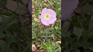 One of my favorite #texaswildflowers #primrose #wildflower #buttercup #gardening #wildflowers