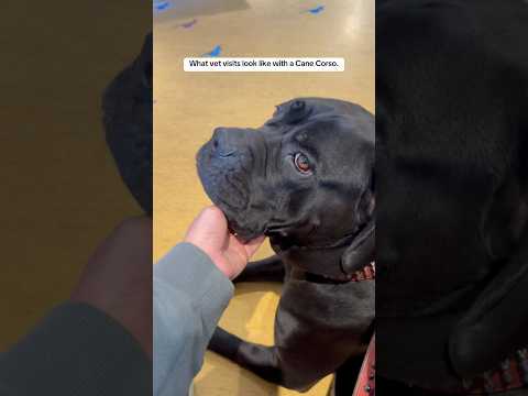 Little dog was scared….    #dog #youtubeshorts #canecorsolove #canecorso #cute #shorts #fyp