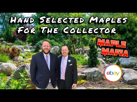 Maple Mafia eBay Breakdown For 12/22/2024  | Hand Selected Japanese Maples For The Collector