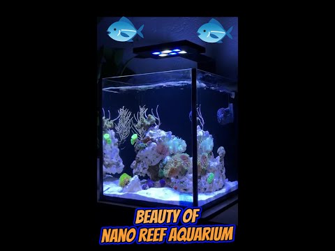 beauty of nano reef aquarium 🐙🪸 🐡 🐠 🐟