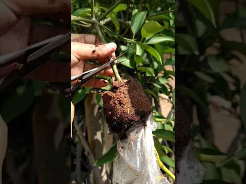 Propagate lemon tree by air layering!