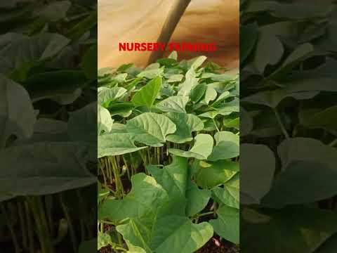 Nursery farming plantation #nursery#farming #plantation #agriculuture #plants #youtubeshorts #shorts