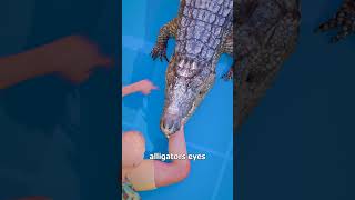 How To Escape An Alligator Death Roll 😨