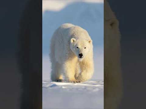 Polar Bear Hunting Seal || Animal attacks || #polarbear #bear #wildlife #animals #trending #shorts