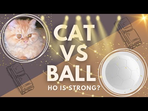 Cat vs. Shopper Ball: The Funniest Playtime Battle You’ll See Today! 😂🐱