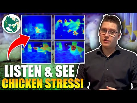 Measuring chicken stress by sound -  thermal imaging