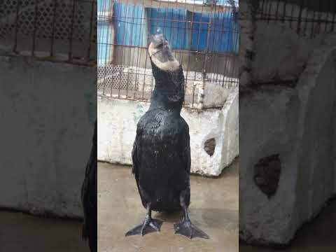 Osprey swallows a carp in an instant