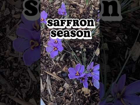 How Did I Do? End Of Saffron Season!