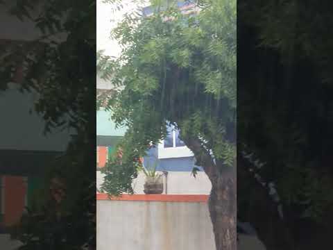 Today Rain at KALAPARRU 🌧️#rain #shortvideo #today rai