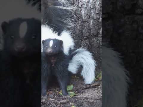 Discover the  world of skunks #Skunks #WildlifeFacts #NatureLovers #GardenHelpers #FearlessAnimals