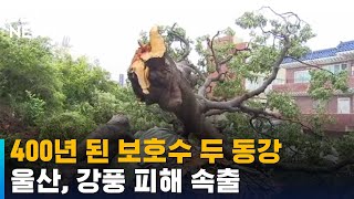 400년 된 보호수 두 동강…울산, 강풍 피해 속출 / SBS