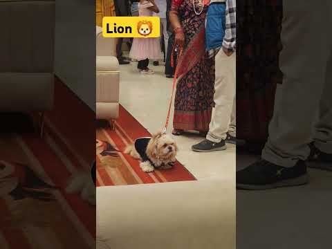 Lion 🦁 #shorts #funnyshorts #trending