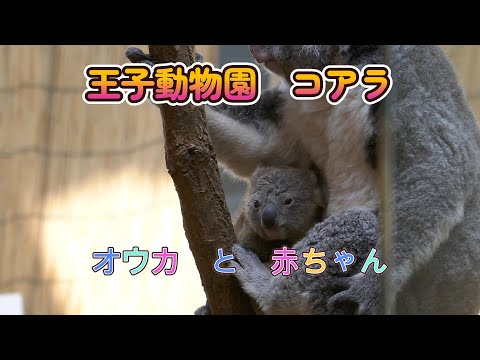 王子動物園のコアラ　オウカ　と　赤ちゃん（Oji Zoo in Kobe city Japan）