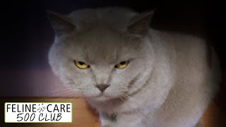 Feline Care 500 Club December 2022