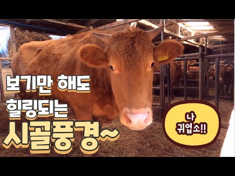 #73 [귀촌브이로그] 우리마을 귀농귀촌 화합행사 ㅣ 출장뷔페 ㅣ 마을산책 중 만난 귀요미 소