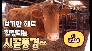 #73 [귀촌브이로그] 우리마을 귀농귀촌 화합행사 ㅣ 출장뷔페 ㅣ 마을산책 중 만난 귀요미 소