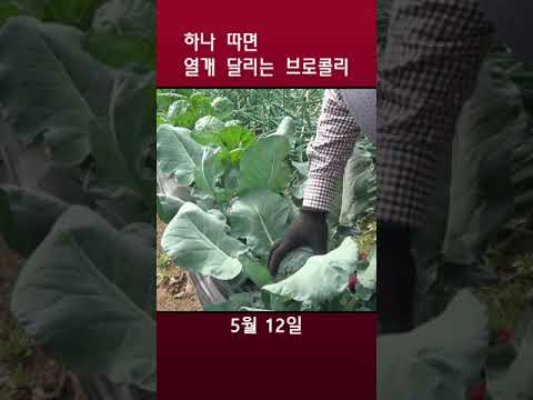 하나 따면 열개 달리는 브로콜리 #shorts  #farming #gardening #garden