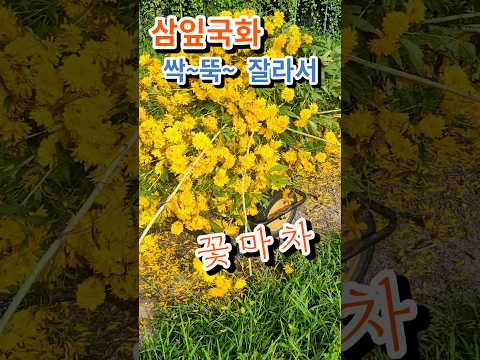 삼입국화 어쩔수없이. 지지대 세워줘야지 #취미정원