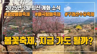 2025년 3월 최신 개화 소식! 광양·구례 봄꽃축제 지금 가도 될까? | 광양매화축제 | 매곡동탐매축제 | 구례산수유꽃축제 | 봄꽃축제 | 국내여행