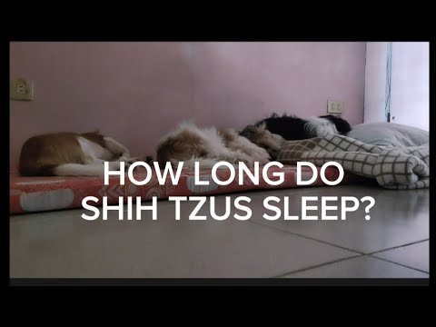 How Long Do Shih Tzus Sleep? #shihtzus #cutiepuppies #relaxing #antistress