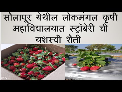 Successful Strawberry Farming in Solapur