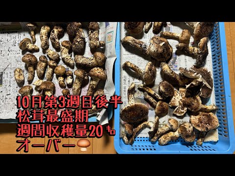 松茸最盛期　10月第3週目後半