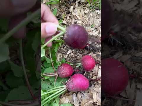 Harvesting Radishes | Burpee Seed Tape Radishes | #Gardening