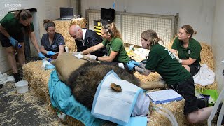 Endangered Asiatic lion Bhanu gets his ears cleaned at London Zoo