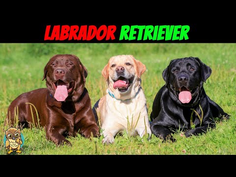 Don't Make These 8 Mistakes With Your Labrador Retriever!