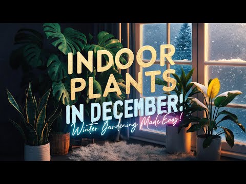 Indoor Plants That Thrive in December: Winter Gardening Made Easy!