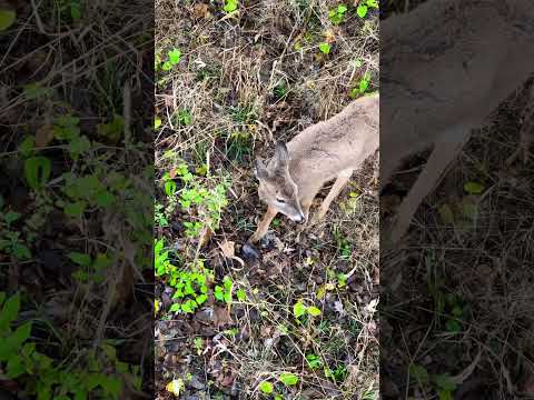 So close you could touch it [deer underfoot!] | N1 Outdoors #whitetail #bowhunting #hunting