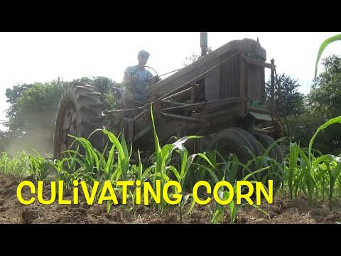 John Deere 50: Cultivating Corn, too dry?