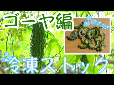 【冷凍保存／ゴーヤ編】砂糖で苦味抜き！大量消費の準備に最適