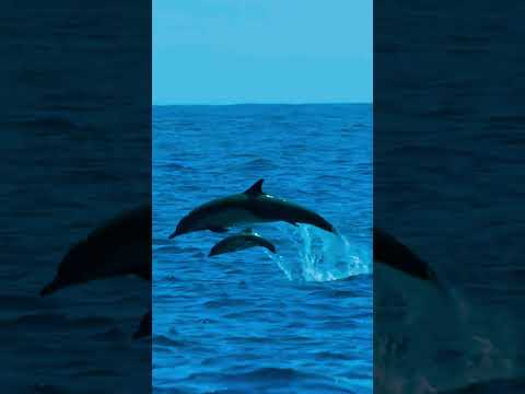 "Adorable Baby Dolphin Sighting 🌊🐬" #wildlife #fascinatingwildlife #endangeredspecies