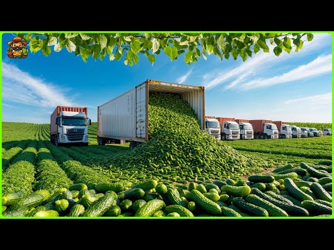 Cucumber Pickles Mega Factory: How They Process Millions of Cucumbers for Pickles