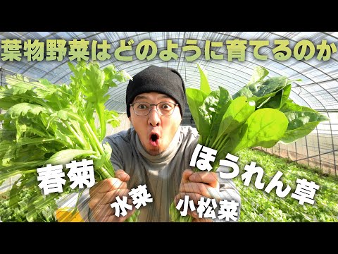 ホウレンソウ・春菊・コマツナの栽培！簡単だけど奥が深い