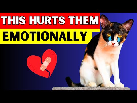 Things That EMOTIONALLY HURT Your Cat (Avoid at All Costs...)