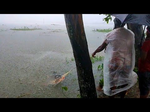 বন্যায় ভেসে এলো জালভর্তি মাছ | Amazing Rainy Day Fishing #fish #fishing #rainyday