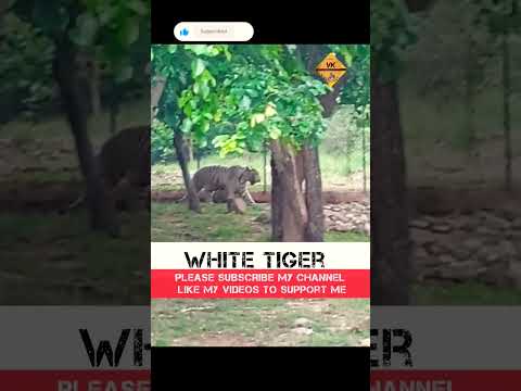 White Tiger... #buetybeast #tiger #whitetiger #tirupati #tirumala #tigers #tigershroff #shorts