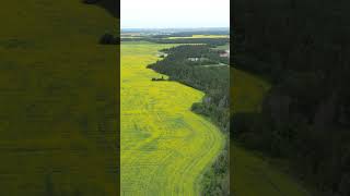 Yellow all over! #canolafields #canolaflower #yelloflowers #farming #agriculture 😃