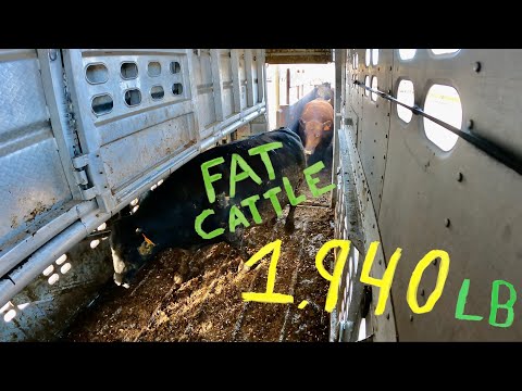 Loading Some Big Ole Fat Cows, 1,940 LB | Livestock Loading