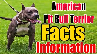 American Pit Bull Terrier Dog Breed Facts and Information