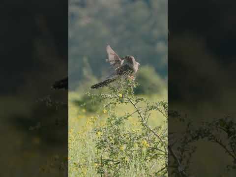 Amazing Cuckoo Chick Trickery: Nature's Survival Strategy! #broodparasitism #birds