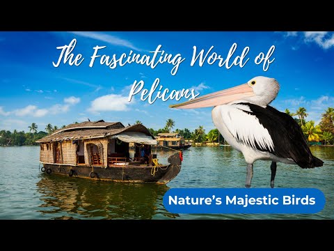 The Fascinating World of Pelicans - Nature’s Majestic Birds- Animal Kingdom