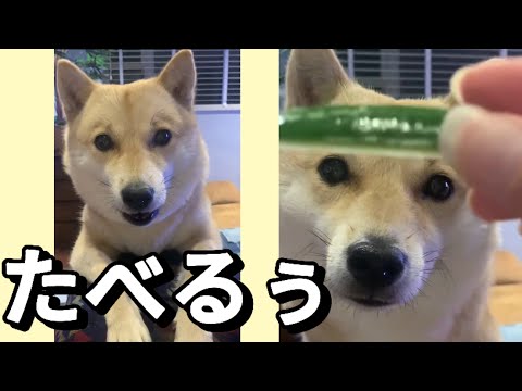 『たべるぅ』と喋る犬‼️お喋り上手で可愛すぎる