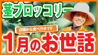 家庭菜園や農園の茎ブロッコリーを何度も収穫するコツ！収穫タイミングや収穫方法！おすすめの食べ方！茎ブロッコリーの1月のお世話を徹底解説！【農園ライフ】