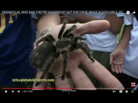 TARANTULAS, WHO SAID THEY'RE DANGEROUS? NOT FOR THESE BRAVE SCHOOLGIRLS. PHILIPPINES.