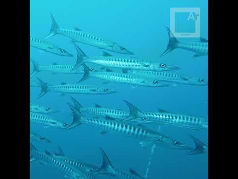 Schooling Barracudas in Bali - Underwater videos with a cheap cellphone