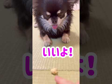 おやつ待てできるかな？ブラックタンチワワの麦#shorts #チワワ #dog #cutedogs #funnydogs #犬のいる生活 #puppy