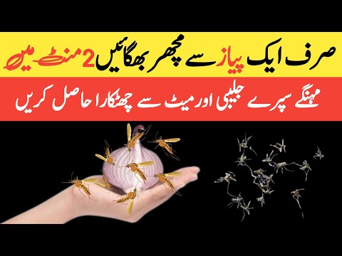 Homemade mosquito killer | Ghar sy machar baghany ka asan tarika | mosquito killer | amazing tips